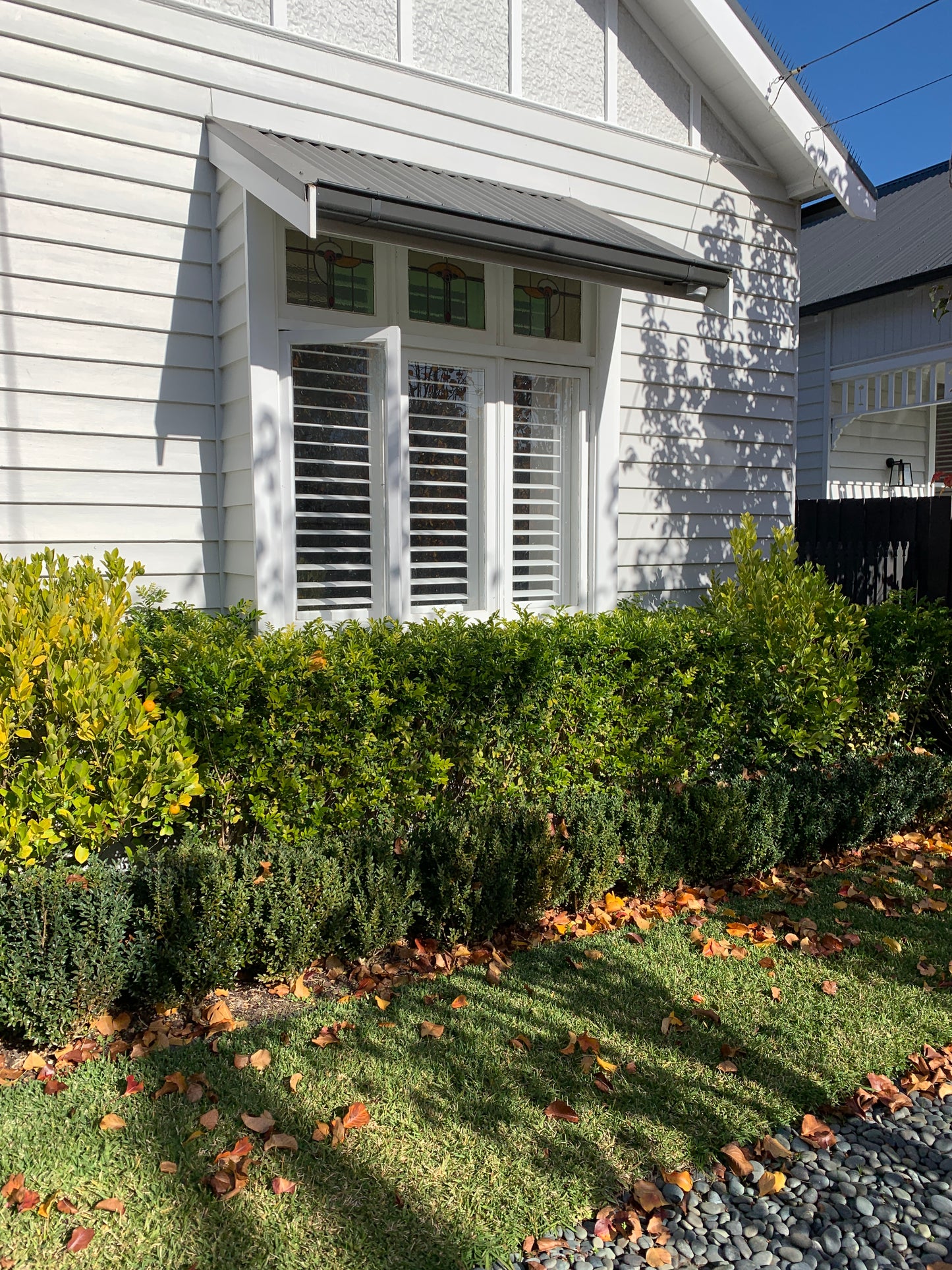 Basswood Timber